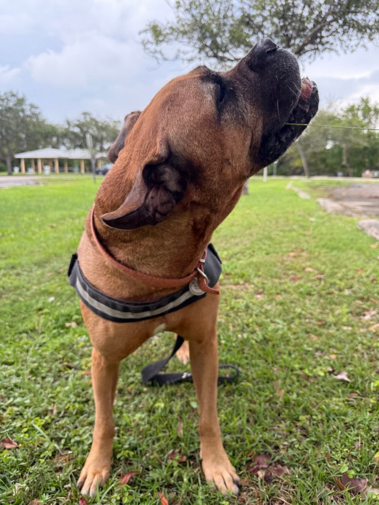 Guide 1 English - Your Guide to Getting Your First Large Dog