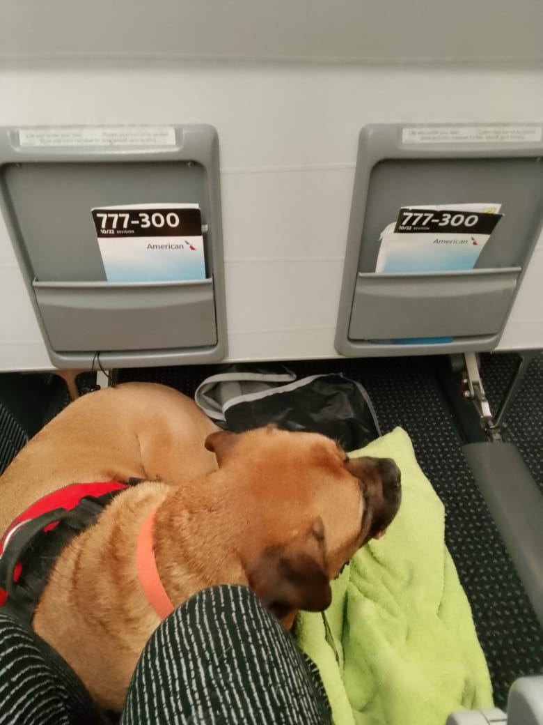 Guide 3 Español - Cómo viajar con perro grande